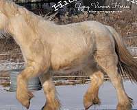 cream-gene-gypsy-vanner-horse