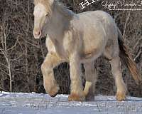 guaranteed-color-gypsy-vanner-horse