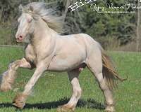 cremello-gypsy-vanner-foal