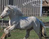 cream-gene-gypsy-vanner-horse