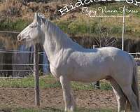 guaranteed-color-gypsy-vanner-horse