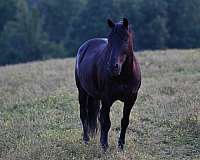 youth-crossbred-pony