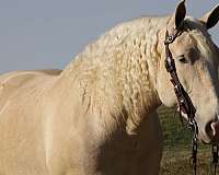cross-american-cream-draft-horse