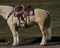 ridden-english-american-cream-draft-horse