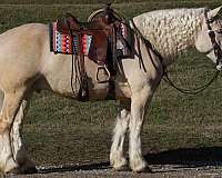 trail-american-cream-draft-horse