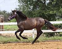 bridled-passion-farm-andalusian-horse