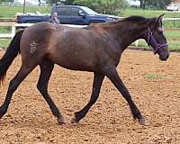 pre-andalusians-horse