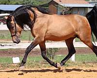 andalusians-horse