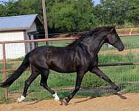 jackpot-andalusian-horse