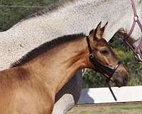 calypso-andalusian-horse
