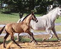 double-cream-andalusian-horse