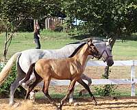 eclipse-andalusian-horse