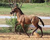 games-andalusian-horse