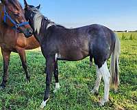 longe-line-quarab-horse