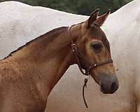 a-winner-andalusian-horse