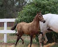classes-andalusian-horse
