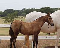 salon-andalusian-horse