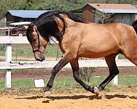 sweetie-andalusian-horse