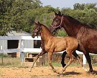 together-andalusian-horse