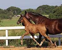 grand-prix-stallion-horse