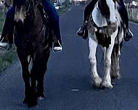 bay-friesian-gelding-foal