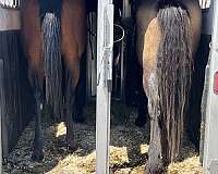 buckskin-appendix-gelding-foal