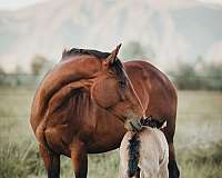 appendix-gypsy-vanner-horse