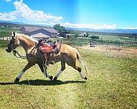 vaquero-morgan-horse