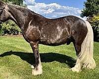 attentive-gypsy-vanner-horse