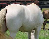 guaranteed-buckskin-mare