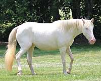 perlino-star-horse