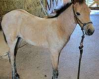 available-tennessee-walking-horse