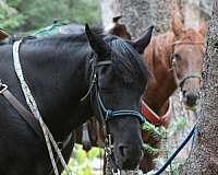 rocky-mountain-horse-for-sale