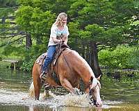 natural-horsemanship-trainin-gelding