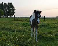halter-miniature-horse