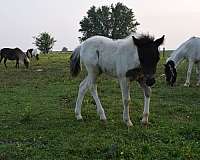 black-white-paint-filly-stallion