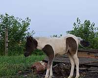 black-white-filly-stallion-for-sale