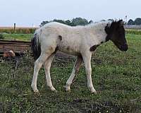 black-white-filly-stallion