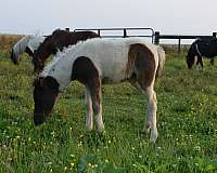 companion-miniature-horse