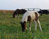 flashy-miniature-horse