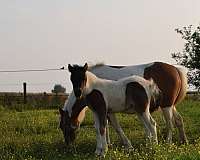 halter-miniature-horse