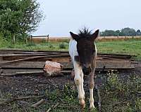 kid-safe-miniature-horse