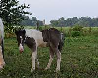 black-white-colt-stallion-for-sale