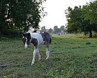 black-white-colt-stallion