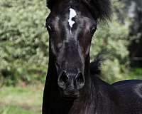 muscular-arabian-horse