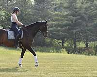 ridden-english-thoroughbred-horse
