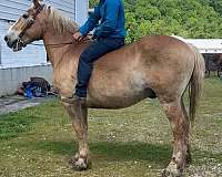 beautiful-gelding-draft-horse