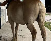 even-draft-horse