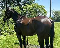 thoroughbred-gelding