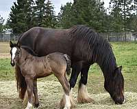 filly-gypsy-vanner-horse
